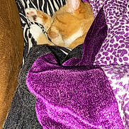 Chase joined the competition — help win amazing prizes! animal, blanket, cat, closeup, comfort, cozy, fur, indoor, nap, orange_cat, paw, pet, purple_blanket, relaxation, resting, sleeping, soft_texture, sparkly_fabric, white_paws, zebra_pattern