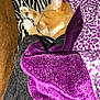 animal, blanket, cat, closeup, comfort, cozy, fur, indoor, nap, orange_cat, paw, pet, purple_blanket, relaxation, resting, sleeping, soft_texture, sparkly_fabric, white_paws, zebra_pattern