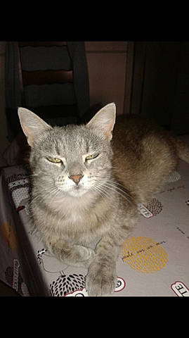 Nihya a rejoint le concours — aidez-le/la à gagner de superbes lots ! box, carnivore, cat, domestic_short_haired_cat, felidae, fur, paw, photo_caption, small_to_medium_sized_cats, snout, tail, whiskers, window