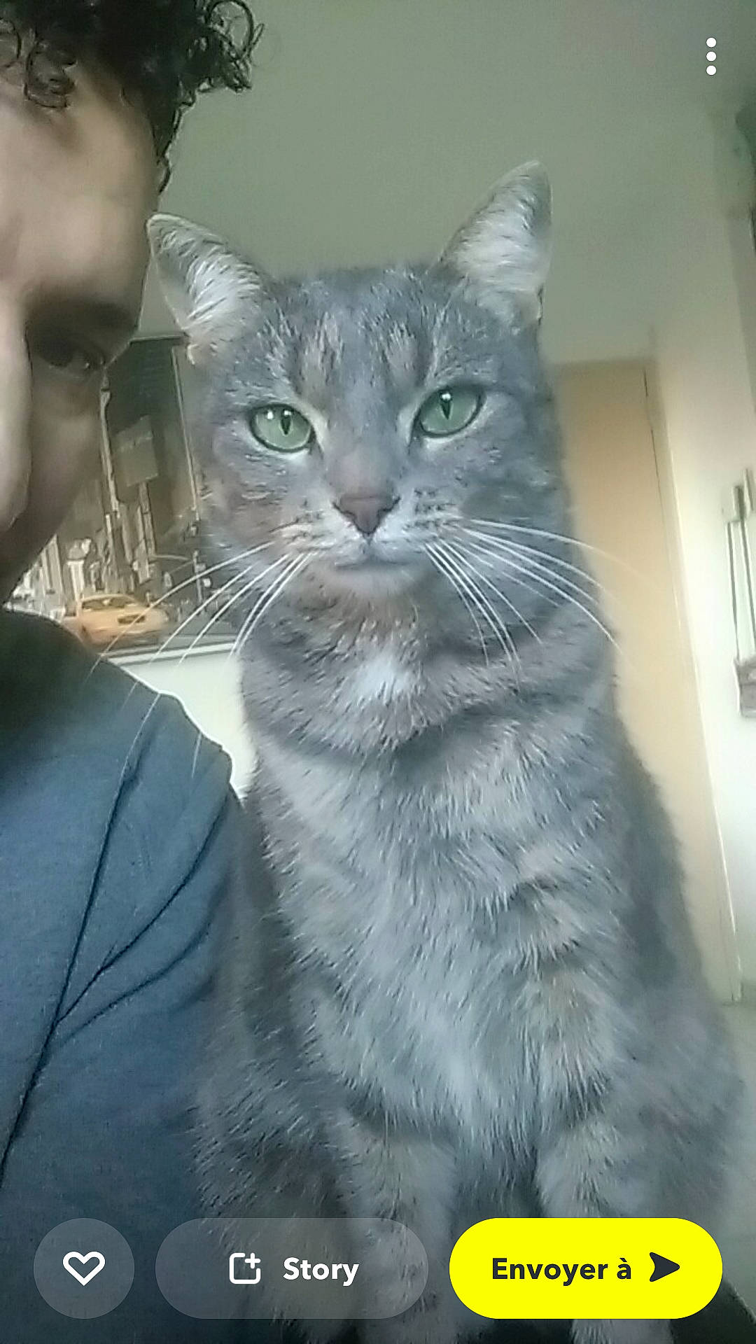 Nihya a rejoint le concours — aidez-le/la à gagner de superbes lots ! carnivore, cat, domestic_short_haired_cat, door, event, eye, felidae, fur, gesture, hat, small_to_medium_sized_cats, snout, whiskers, window