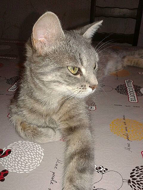 Nihya a rejoint le concours — aidez-le/la à gagner de superbes lots ! carnivore, cat, cat_toy, claw, domestic_short_haired_cat, felidae, font, fur, grey, paw, photo_caption, puzzle, small_to_medium_sized_cats, snout, tail, terrestrial_animal, whiskers, window