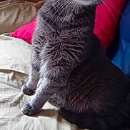 Nylia a rejoint le concours — aidez-le/la à gagner de superbes lots ! cat, gray_tabby, whiskers, brick_wall, red_pillow, beige_blanket, indoor, pet, animal, feline, sitting, curious, wide_eyes, fur, cute, domestic_cat, household, cozy, alert, portrait