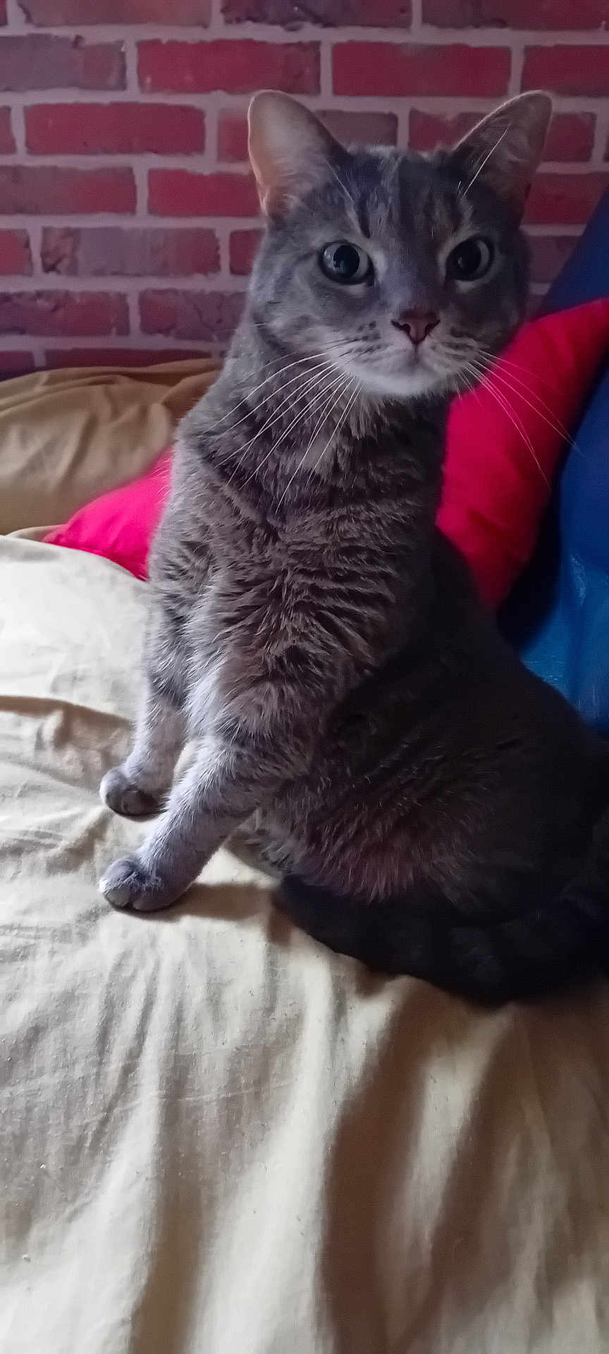 Nylia a rejoint le concours — aidez-le/la à gagner de superbes lots ! cat, gray_tabby, whiskers, brick_wall, red_pillow, beige_blanket, indoor, pet, animal, feline, sitting, curious, wide_eyes, fur, cute, domestic_cat, household, cozy, alert, portrait