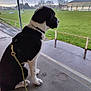 dog, black_and_white, sitting, leash, harness, sports_field, grass, overcast, concrete, paw_prints, outdoor, fence, pole, building, wet_surface, daytime, nature, quiet, calm, pet