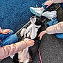 Happy participe au concours pour gagner de l'argent avec cette photo : dog, black_and_white, petting, jeans, white_shoes, blue_surface, pavement, leash, relaxed, happy, outdoor, casual_clothing, hand, sitting, playful, animal, people, footwear, jacket, drainage_grate