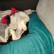 Happy participe au concours pour gagner de l'argent avec cette photo : dog, sleeping, couch, blanket, indoor, pet, relaxation, cozy, fur, black_and_white, paw, resting, home, fabric, comfort, animal, domestic, nap, cute, furniture