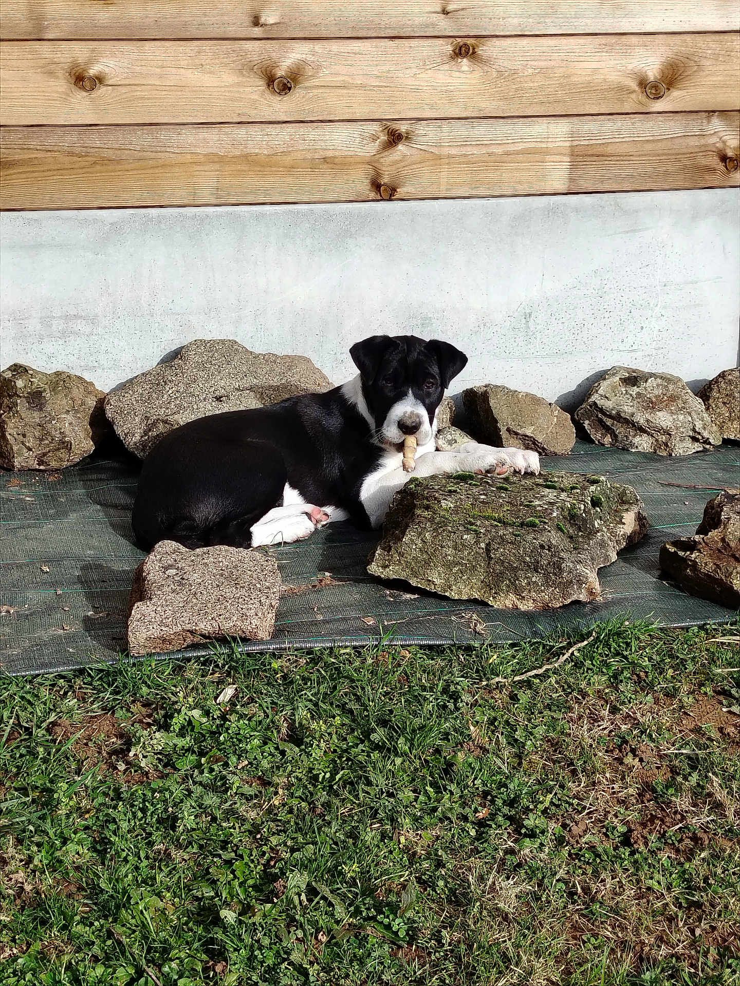 Happy participe au concours pour gagner de l'argent avec cette photo : dog, outdoor, rocks, grass, sunlight, chewing, black_and_white, resting, nature, wooden_wall, concrete, pet, animal, canine, relaxing, daylight, ground, playful, young_dog, chew_stick
