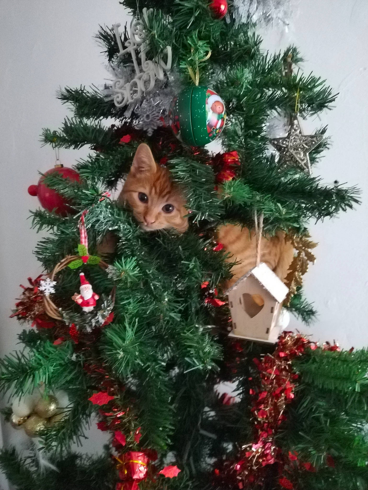 Kyo participe au concours pour gagner de l'argent avec cette photo : cat, christmas, christmas_decoration, christmas_eve, christmas_ornament, christmas_tree, conifer, event, evergreen, grass, holiday, holiday_ornament, interior_design, larch, ornament, shortstraw_pine, tradition, twig, vascular_plant, woody_plant