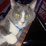 Milo joined the competition — help win amazing prizes! cat, gray_cat, white_cat, yellow_eyes, pet, animal, indoor, furniture, curious, closeup, whiskers, ears, collar, paw, domestic_cat, looking, face, portrait, household, striped_fabric