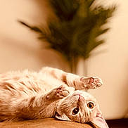 Biscuit joined the competition — help win amazing prizes! cat, pet, indoor, relaxed, cute, feline, paws, whiskers, eyes, fur, playful, soft, couch, plant, blurred_background, cozy, home, animal, mammal, resting