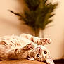 cat, pet, indoor, relaxed, cute, feline, paws, whiskers, eyes, fur, playful, soft, couch, plant, blurred_background, cozy, home, animal, mammal, resting