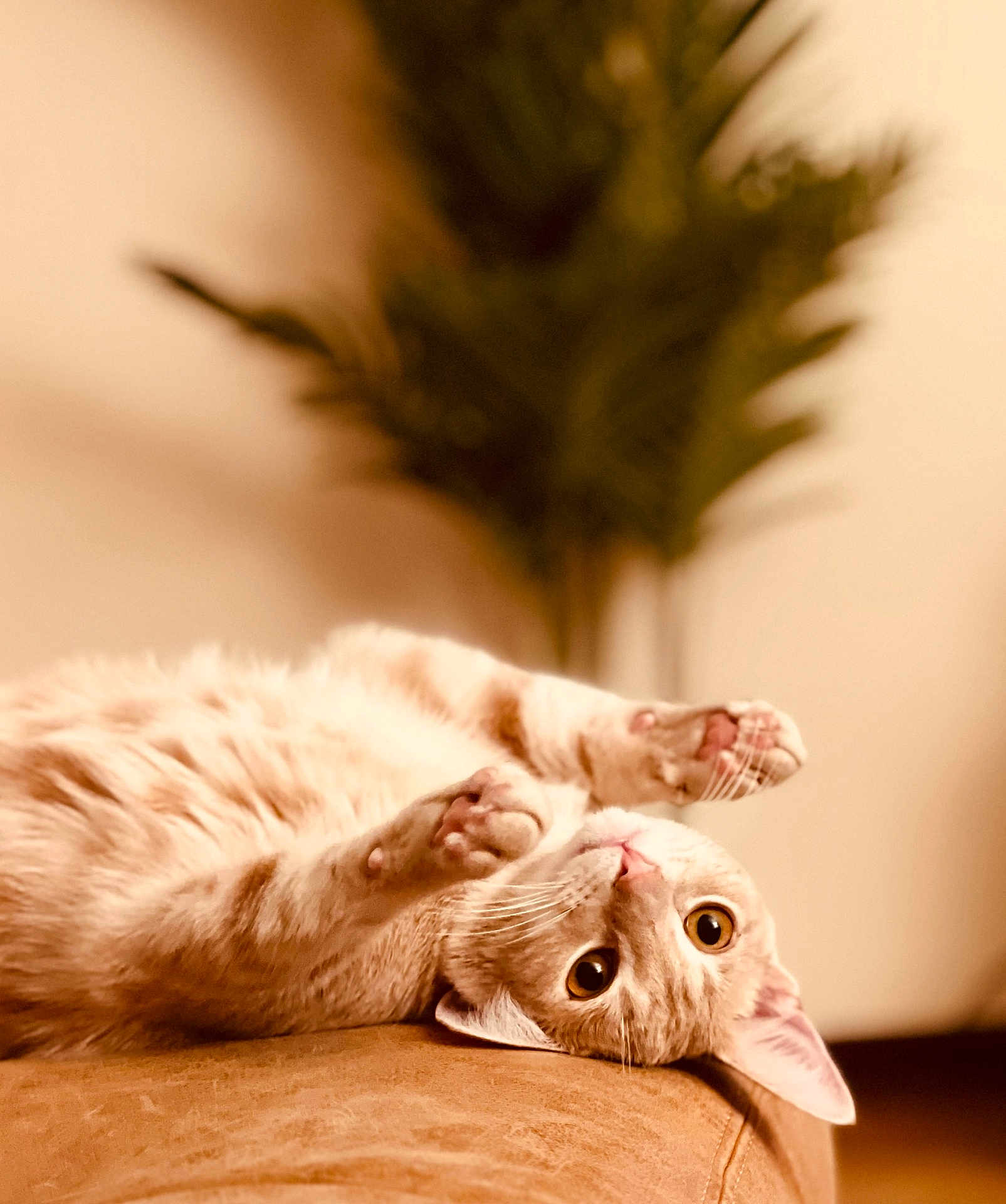 Biscuit joined the competition — help win amazing prizes! cat, pet, indoor, relaxed, cute, feline, paws, whiskers, eyes, fur, playful, soft, couch, plant, blurred_background, cozy, home, animal, mammal, resting