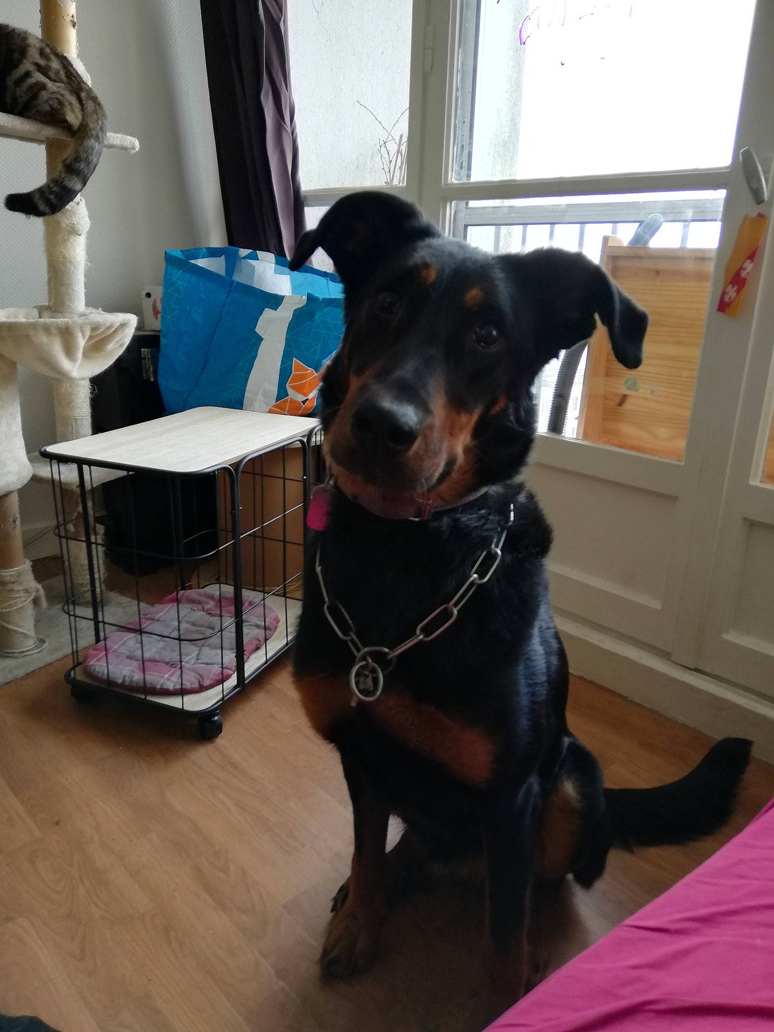 Raya participe au concours pour gagner de l'argent avec cette photo : beauceron, canidae, carnivore, companion_dog, dog, dog_breed, german_pinscher, guard_dog, huntaway, mammal, manchester_terrier, miniature_pinscher, pinscher, rottweiler, sporting_group, toy_manchester_terrier