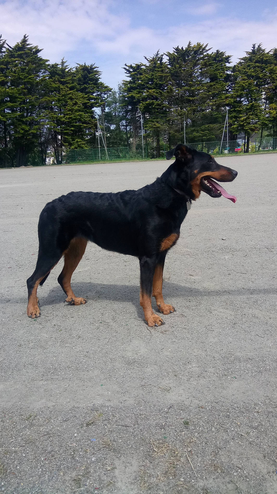 Raya a rejoint le concours — aidez-le/la à gagner de superbes lots ! beauceron, canidae, carnivore, dog, dog_breed, huntaway, hunting_dog, mammal, rare_breed_dog, vertebrate, working_dog