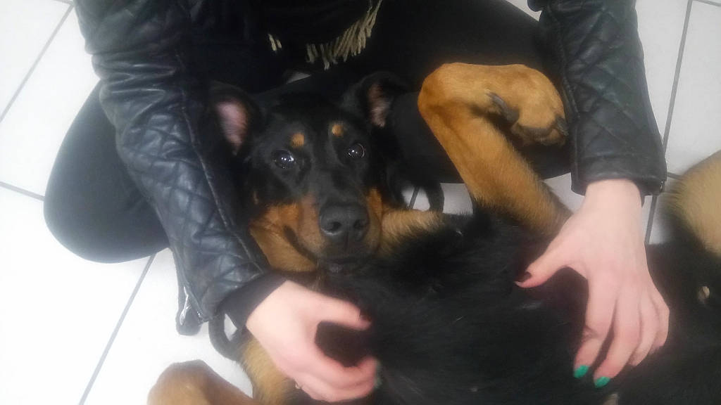 Raya a rejoint le concours — aidez-le/la à gagner de superbes lots ! beauceron, canidae, carnivore, dobermann, dog, dog_breed, german_pinscher, guard_dog, hand, huntaway, male, mammal, manchester_terrier, miniature_pinscher, pinscher, prazsky_krysarik, rottweiler, skin, toy_manchester_terrier, vertebrate