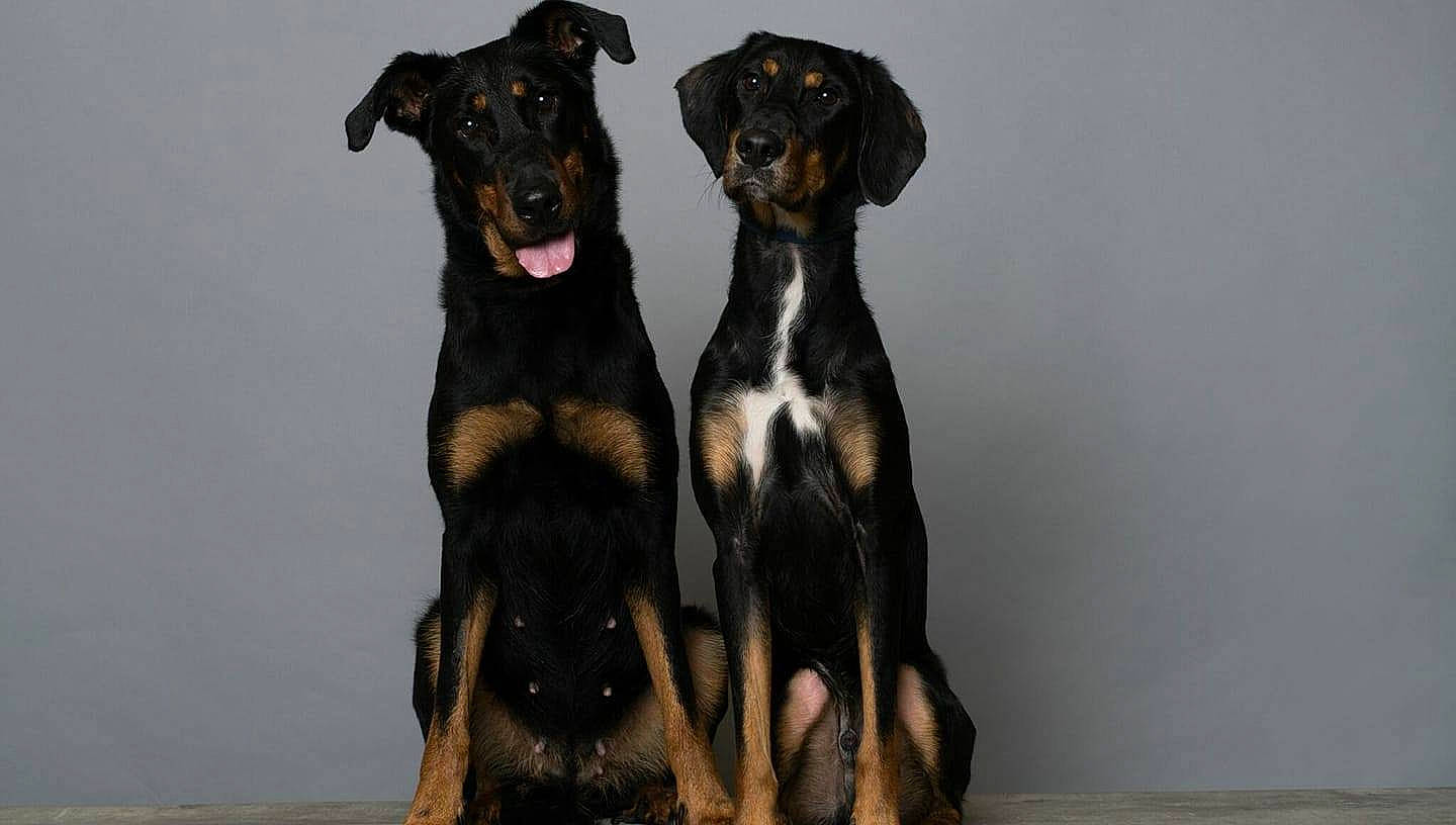 Myron a rejoint le concours — aidez-le/la à gagner de superbes lots ! austrian_black_and_tan_hound, beauceron, black_and_tan_terrier, canidae, carnivore, companion_dog, dobermann, dog, dog_breed, german_pinscher, guard_dog, huntaway, hunting_dog, mammal, pinscher, rare_breed_dog, smaland_hound, transylvanian_hound, vertebrate, working_dog