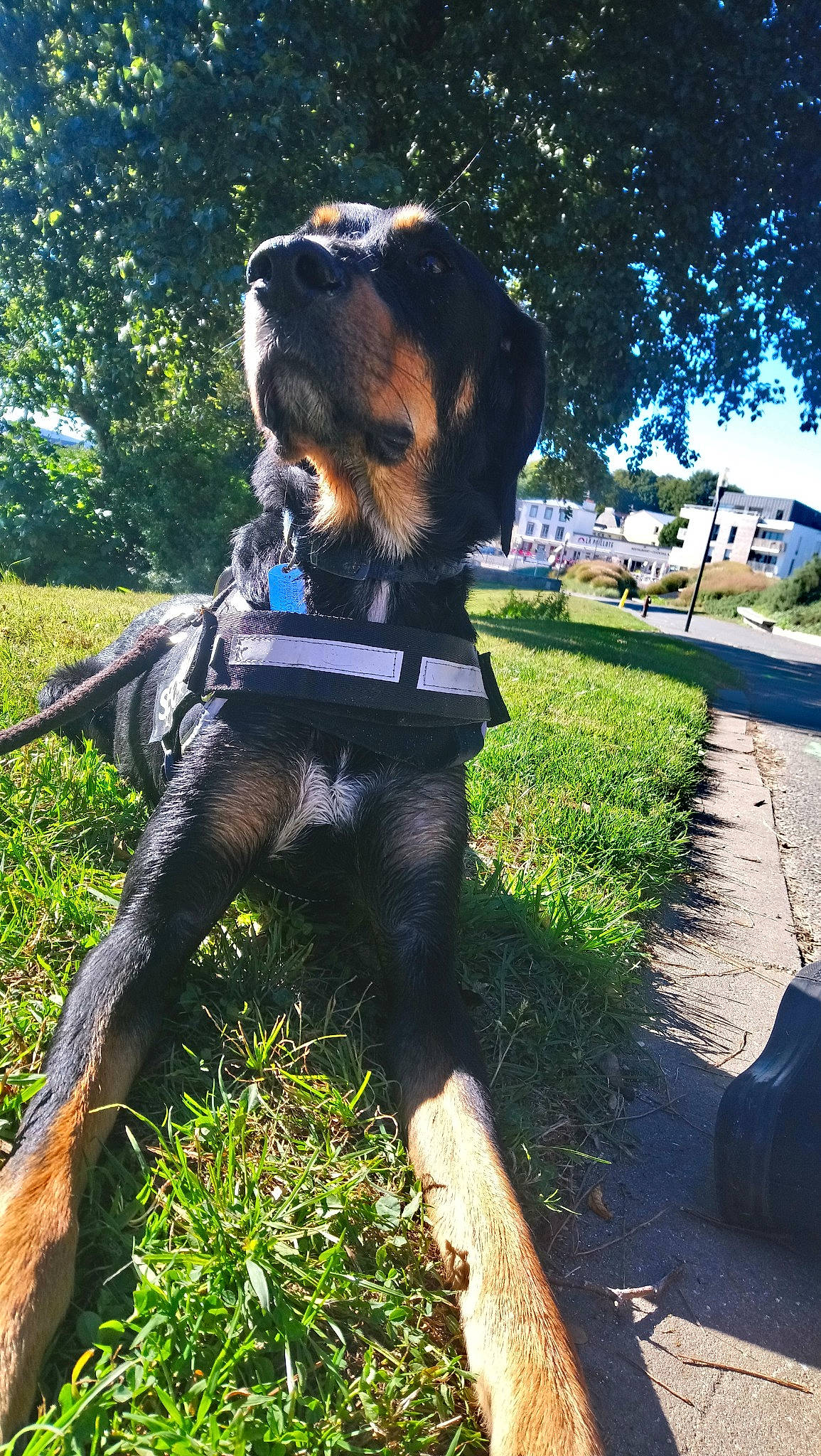 Myron participe au concours pour gagner de l'argent avec cette photo : canidae, carnivore, dog, dog_breed, fawn, grass, guard_dog, hunting_dog, plant, rottweiler, sporting_group, working_dog