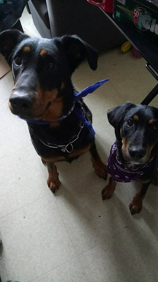 Myron a rejoint le concours — aidez-le/la à gagner de superbes lots ! canidae, carnivore, dachshund, dog, dog_breed, ear, fawn, mammal, puppy, rare_breed_dog, rottweiler, snout, sporting_group, working_dog