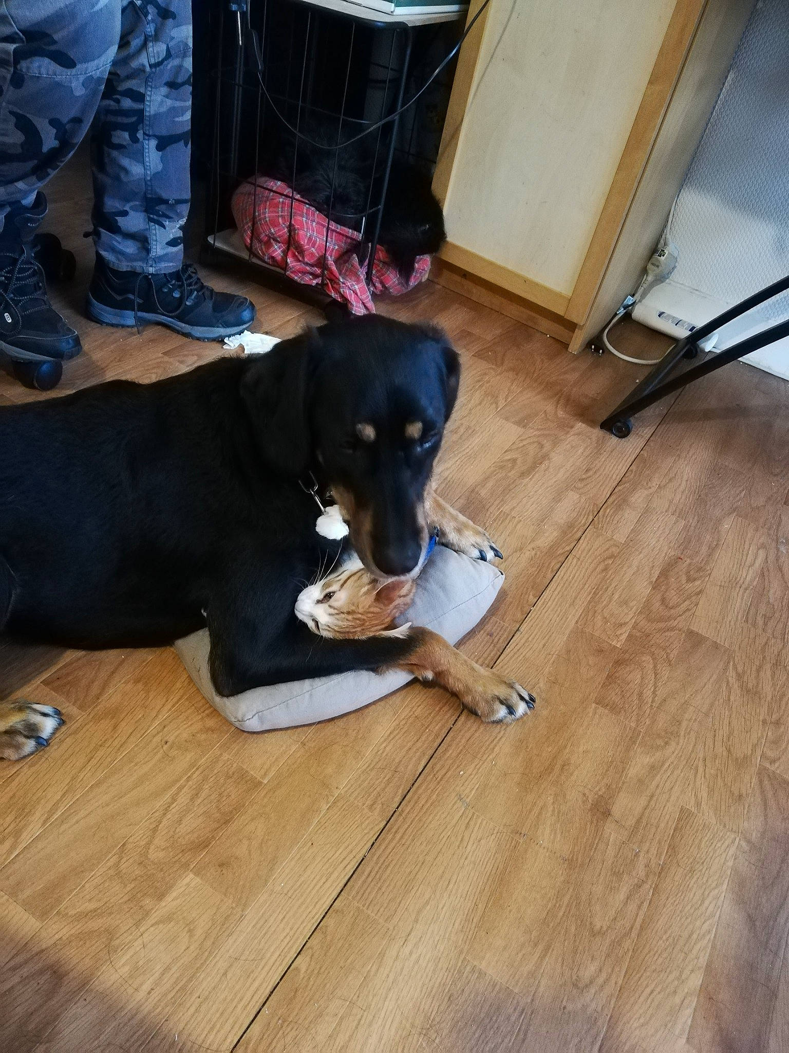 Myron participe au concours pour gagner de l'argent avec cette photo : beagador, canidae, carnivore, companion_dog, dog, dog_breed, fawn, floor, flooring, guard_dog, hardwood, hunting_dog, puppy, smaland_hound, sporting_group, transylvanian_hound, wood, working_dog