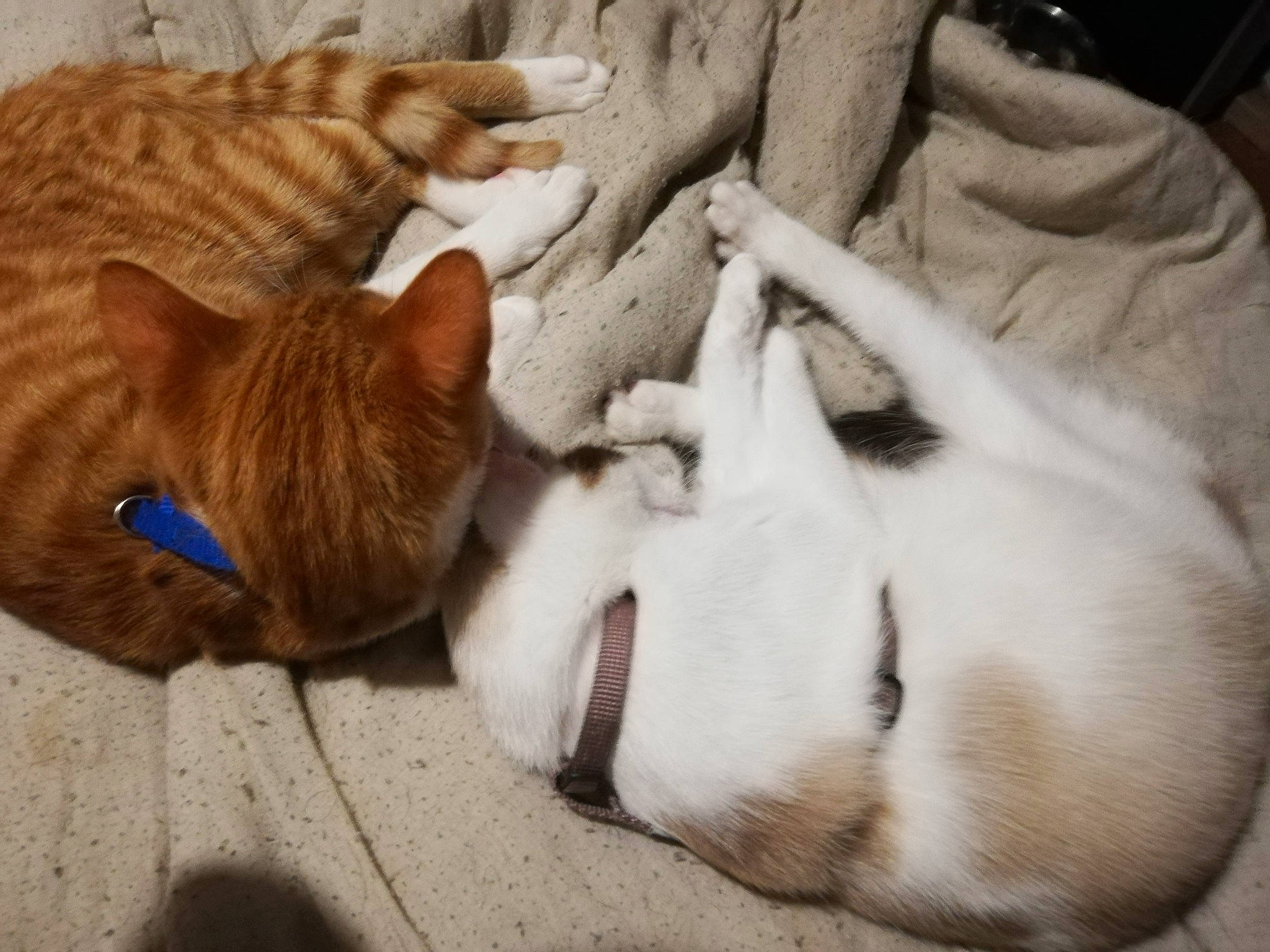 Itineris participe au concours pour gagner de l'argent avec cette photo : aegean_cat, asian, carnivore, cat, ear, european_shorthair, fawn, felidae, fur, kitten, mammal, nap, nose, paw, singapura, sleep, small_to_medium_sized_cats, tabby_cat, tail, whiskers