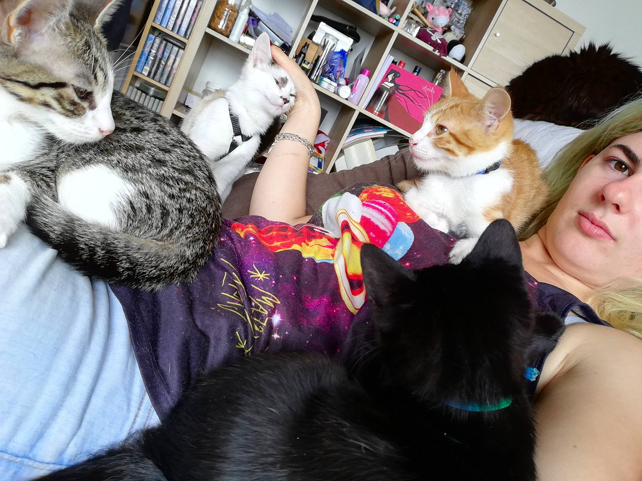 Itineris a rejoint le concours — aidez-le/la à gagner de superbes lots ! american_shorthair, asian, carnivore, cat, domestic_short_haired_cat, ear, european_shorthair, eye, felidae, fun, fur, iris, kitten, organ, photography, room, skin, small_to_medium_sized_cats, tabby_cat, whiskers