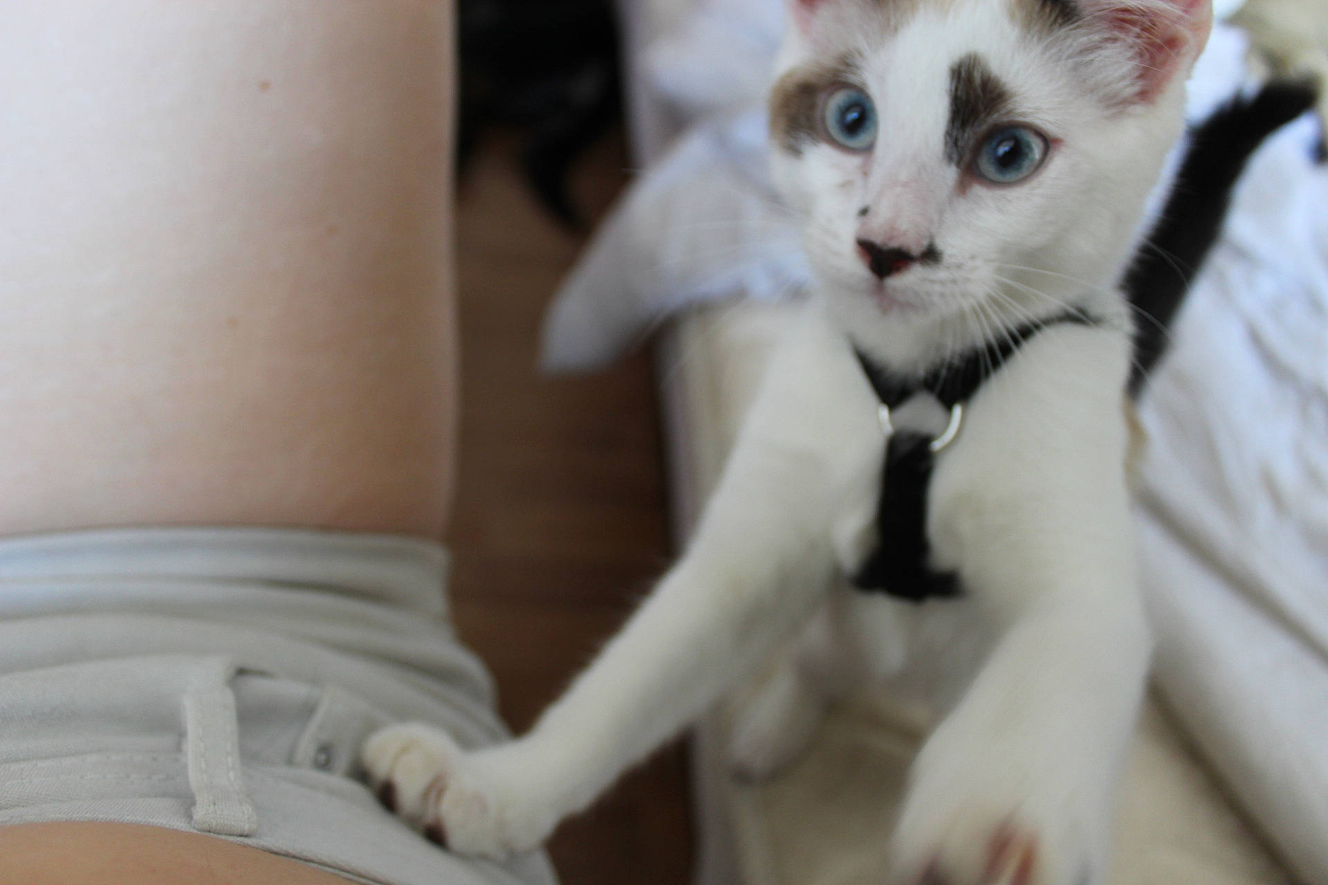 Itineris participe au concours pour gagner de l'argent avec cette photo : aegean_cat, asian, burmilla, carnivore, cat, colorpoint_shorthair, eye, felidae, fur, khao_manee, kitten, mammal, paw, polydactyl_cat, skin, small_to_medium_sized_cats, snout, turkish_angora, turkish_van, whiskers