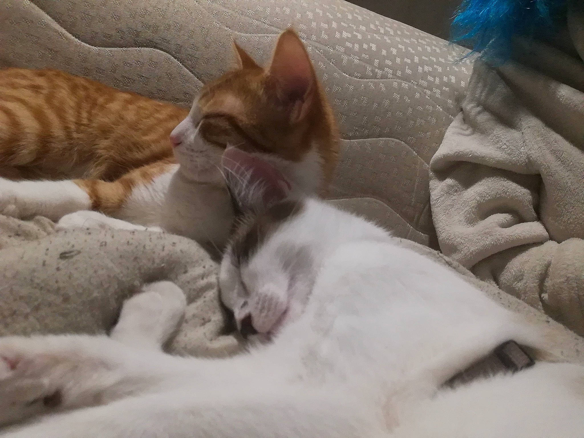 Itineris participe au concours pour gagner de l'argent avec cette photo : aegean_cat, arabian_mau, asian, burmilla, carnivore, cat, colorpoint_shorthair, european_shorthair, fawn, felidae, fur, kitten, mammal, nap, paw, polydactyl_cat, singapura, sleep, small_to_medium_sized_cats, whiskers