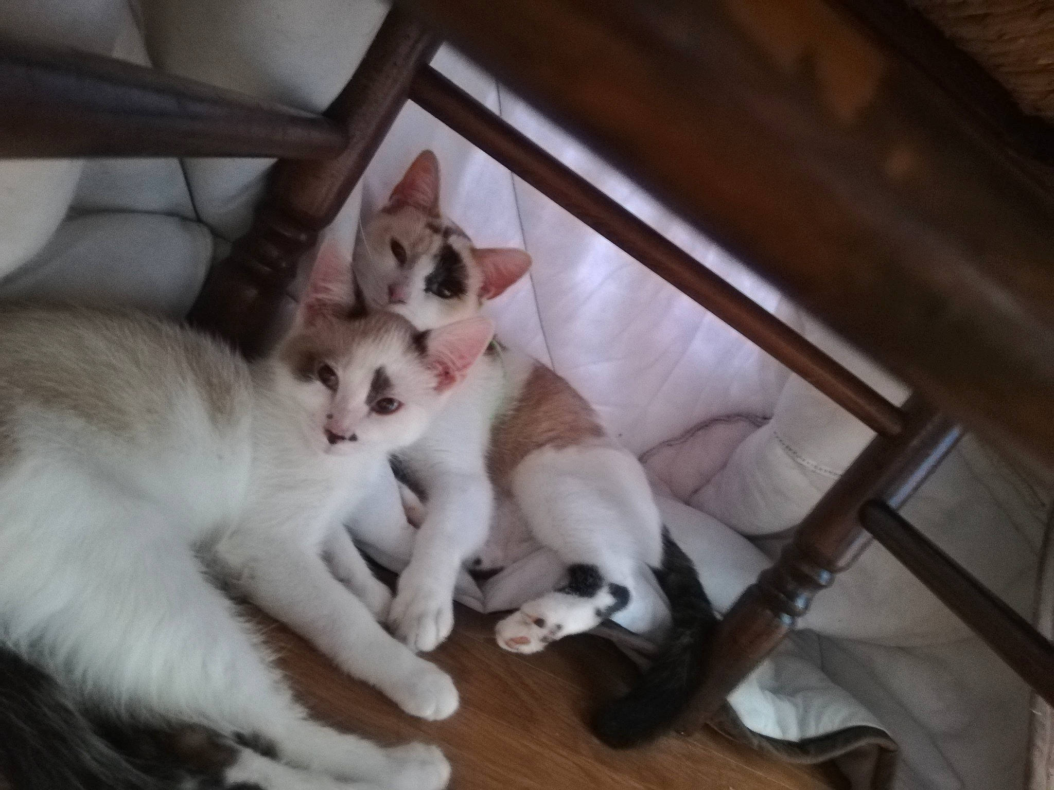 Itineris participe au concours pour gagner de l'argent avec cette photo : aegean_cat, asian, burmilla, carnivore, cat, colorpoint_shorthair, fawn, felidae, khao_manee, kitten, mammal, paw, polydactyl_cat, singapura, small_to_medium_sized_cats, tail, whiskers