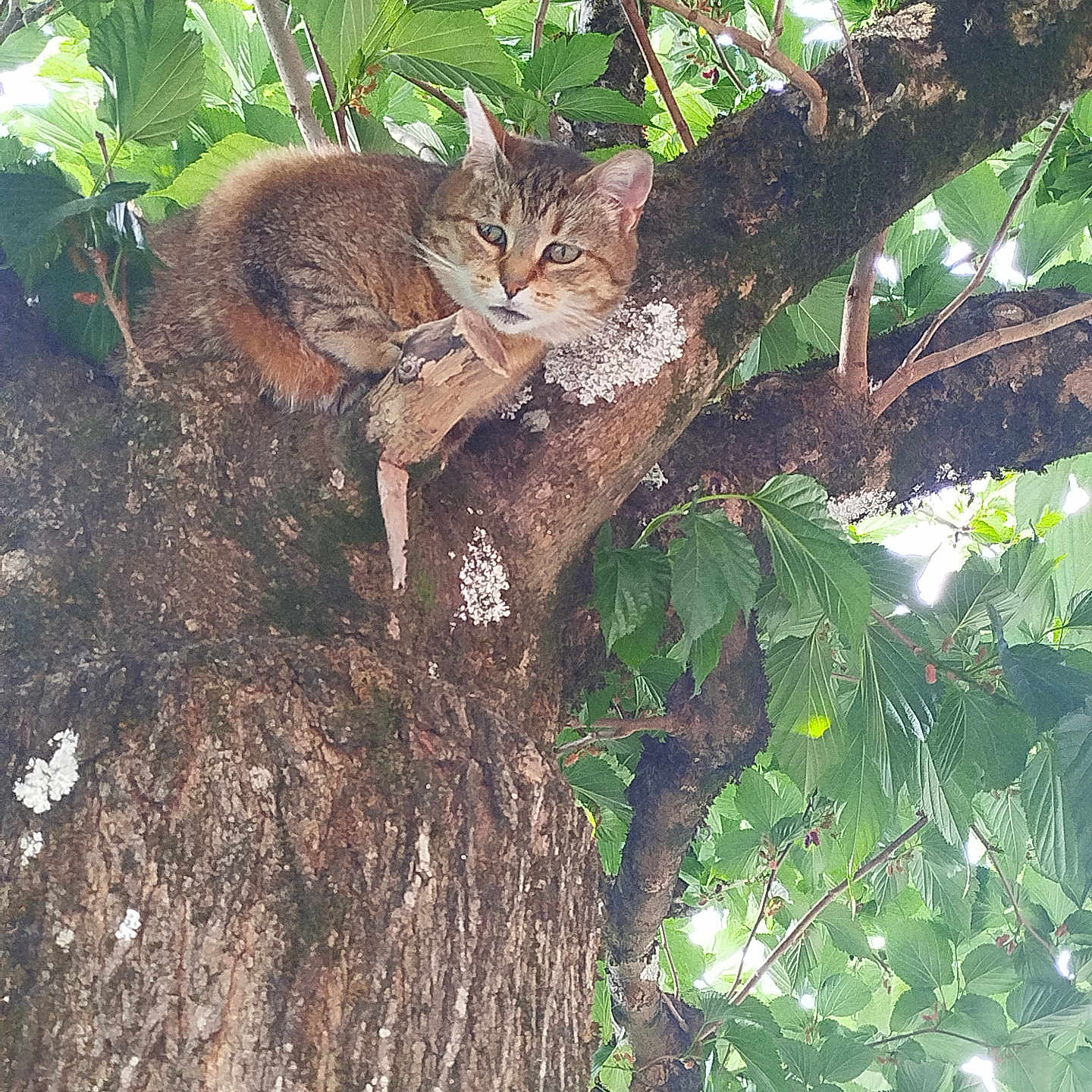 Cara a rejoint le concours — aidez-le/la à gagner de superbes lots ! animal, bark, branch, cat, curious, cute, fauna, forest, fur, green, leaves, mammal, nature, outdoor, perched, pet, tabby_cat, tree, wildlife, woodland