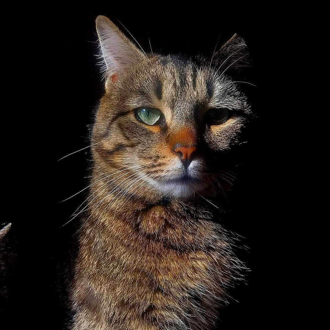 Piky