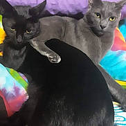 Bruno And Theo is registered to the contest to win money with this photo: abyssinian, animal, blackcat, cat, computer, computerhardware, cushion, egyptiancat, electronics, hardware, homedecor, indoors, kitten, manx, monitor, pet, purple, quilt, screen, siamese