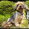 Canaille participe au concours pour gagner de l'argent avec cette photo : dog, leash, harness, moss, rock, waterfall, forest, greenery, outdoor, nature, pet, canine, fur, sitting, animal, scenery, mossy_rock, daylight, adventure, landscape