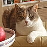 Prune participe au concours pour gagner de l'argent avec cette photo : cat, calico, feline, apple, bowl, chair, indoor, furniture, wooden_shelf, books, closeup, pet, resting, paw, fur, domestic_animal, table, decor, relaxed, home