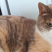 Prune participe au concours pour gagner de l'argent avec cette photo : cat, calico_cat, pet, animal, feline, indoor, home, fur, whiskers, relaxed, looking_at_camera, close_up, domestic_animal, mammal, cute, resting, ears, eyes, nose, table