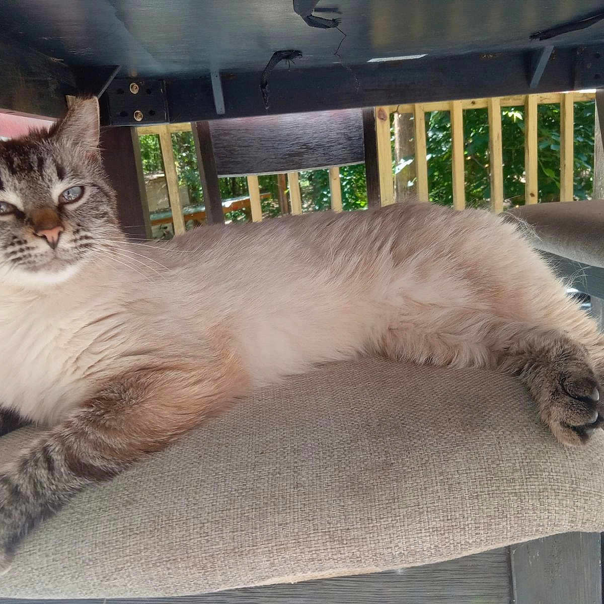 Kung Pow joined the competition — help win amazing prizes! animal, architecture, balcony, building, cat, chair, cushion, diningtable, furniture, homedecor, house, housing, kitten, manx, pet, plant, porch, pottedplant, table, wood