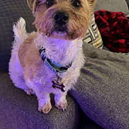 Indiana Bones is registered to the contest to win money with this photo: blanket, collar, couch, cozy, curious, cushion, dog, dog_tag, ears, fluffy, fur, home, indoor, living_room, pet, plaid, purple_light, small_dog, standing, wood_floor