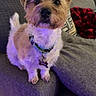 blanket, collar, couch, cozy, curious, cushion, dog, dog_tag, ears, fluffy, fur, home, indoor, living_room, pet, plaid, purple_light, small_dog, standing, wood_floor