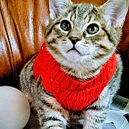 Simba is registered to the contest to win money with this photo: animal, blanket, cat, cozy, curious, cute, domestic, ears, eyes, fur, indoor, kitten, leather_couch, paws, pet, red_sweater, sitting, striped_fur, whiskers, young_animal