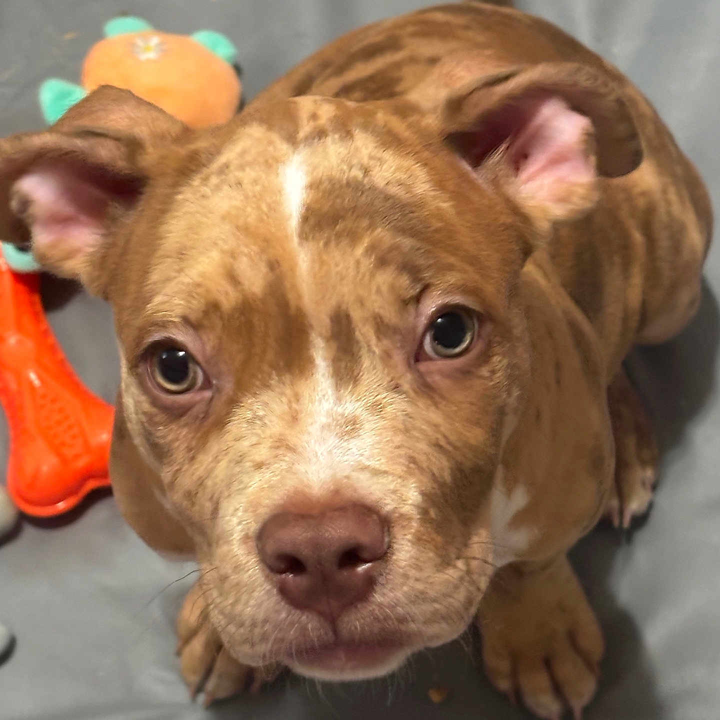 Tyson is registered to the contest to win money with this photo: animal, ball, beagle, boxer, bulldog, canine, chihuahua, dog, frenchbulldog, hound, labradorretriever, pet, pitbull, pointer, puppy, snout, sport, tennis, tennisball, toy