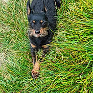 Sacha a rejoint le concours — aidez-le/la à gagner de superbes lots ! dog, grass, outdoor, pet, animal, canine, nature, green, fur, ears, alert, laying, small_dog, brown, black, cute, looking_up, playful, summer, daylight