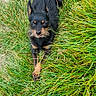 alert, animal, black, brown, canine, cute, daylight, dog, ears, fur, grass, green, laying, looking_up, nature, outdoor, pet, playful, small_dog, summer