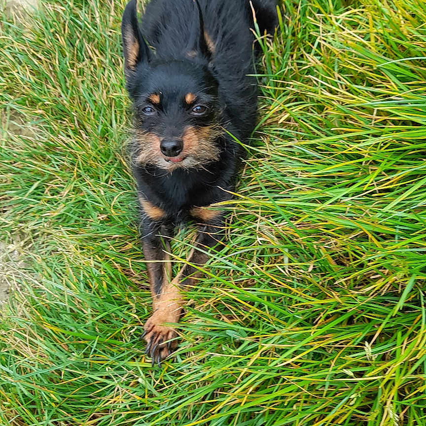 Sacha a rejoint le concours — aidez-le/la à gagner de superbes lots ! dog, grass, outdoor, pet, animal, canine, nature, green, fur, ears, alert, laying, small_dog, brown, black, cute, looking_up, playful, summer, daylight