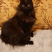 Utah a rejoint le concours — aidez-le/la à gagner de superbes lots ! cat, black_cat, fluffy, pet, animal, feline, sitting, blanket, white_blanket, floral_background, vintage, indoor, curious, eyes, fur, cozy, portrait, domestic_animal, soft_texture, resting