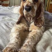 Baxter is registered to the contest to win money with this photo: animal, bed, blanket, canine, collar, comfort, cozy, cute, dog, ears, fluffy, fur, home, indoor, looking, paws, pet, portrait, relaxed, resting