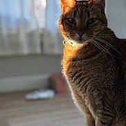 Quince joined the competition — help win amazing prizes! cat, tabby, pet, indoor, sunlight, collar, feline, animal, fur, sitting, portrait, whiskers, ears, paws, home, window, curtains, floor, blurred_background, cozy