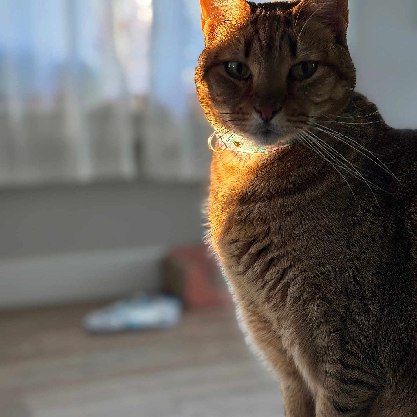 Quince joined the competition — help win amazing prizes! cat, tabby, pet, indoor, sunlight, collar, feline, animal, fur, sitting, portrait, whiskers, ears, paws, home, window, curtains, floor, blurred_background, cozy