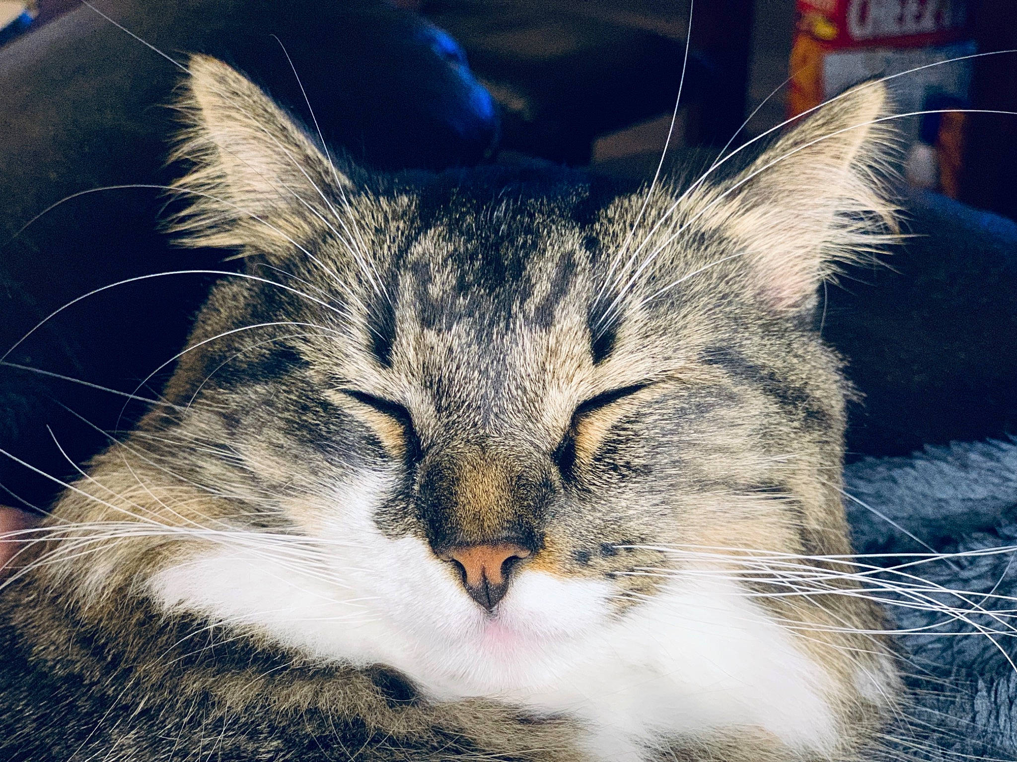 King joined the competition — help win amazing prizes! aegean_cat, asian, carnivore, cat, close_up, domestic_short_haired_cat, european_shorthair, eye, felidae, fur, kitten, mammal, norwegian_forest_cat, nose, siberian, sky, small_to_medium_sized_cats, snout, tabby_cat, whiskers