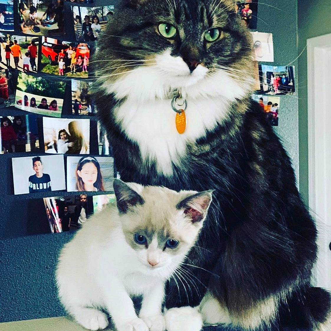 King joined the competition — help win amazing prizes! aegean_cat, american_curl, american_wirehair, asian, carnivore, cat, cymric, domestic_long_haired_cat, domestic_short_haired_cat, european_shorthair, eye, felidae, kitten, mammal, norwegian_forest_cat, polydactyl_cat, ragamuffin, siberian, small_to_medium_sized_cats, whiskers