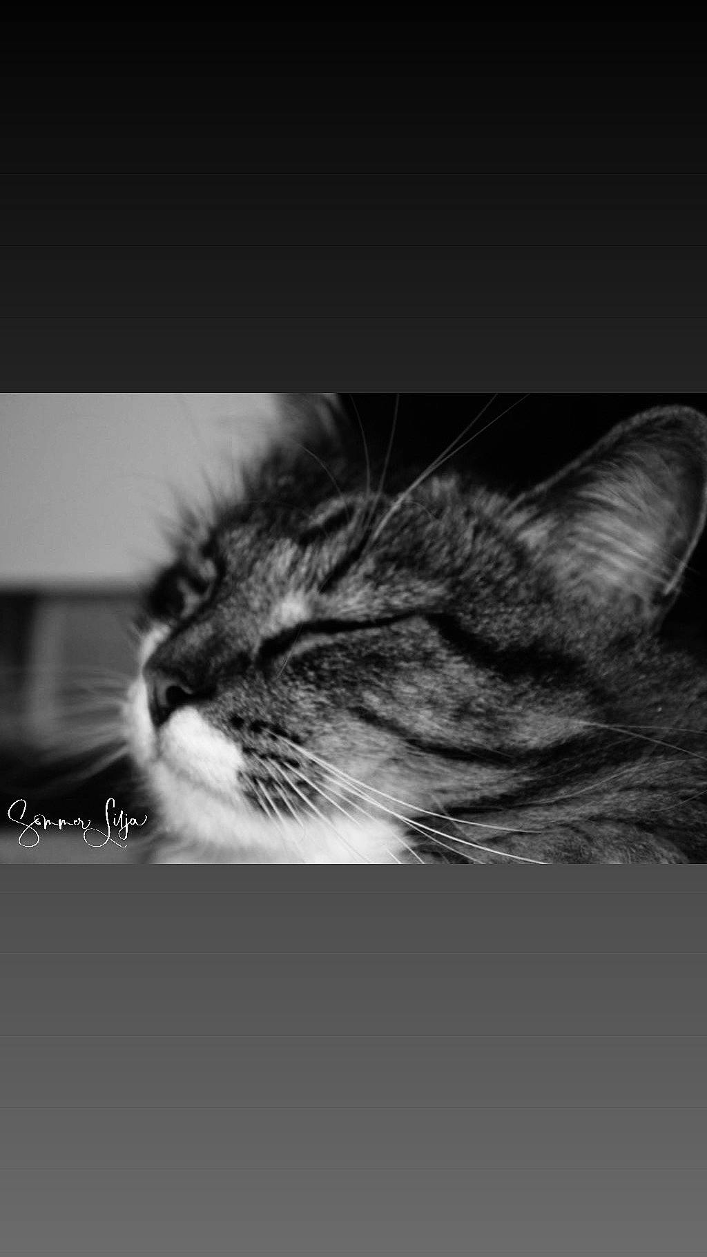 King is registered to the contest to win money with this photo: black_and_white, carnivore, cat, close_up, ear, european_shorthair, eye, felidae, fur, kitten, monochrome, monochrome_photography, nose, photography, small_to_medium_sized_cats, snapshot, snout, stock_photography, tabby_cat, whiskers