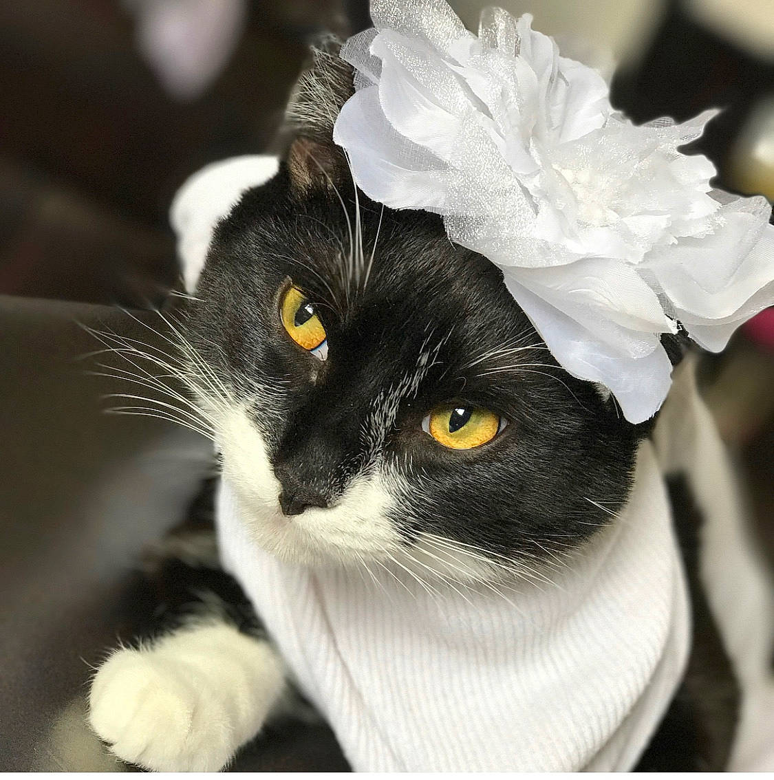 Fluffy joined the competition — help win amazing prizes! black_and_white, black_cat, carnivore, cat, ear, eye, felidae, flower, fur, kitten, monochrome_photography, norwegian_forest_cat, plant, small_to_medium_sized_cats, snout, tuxedo, whiskers, white